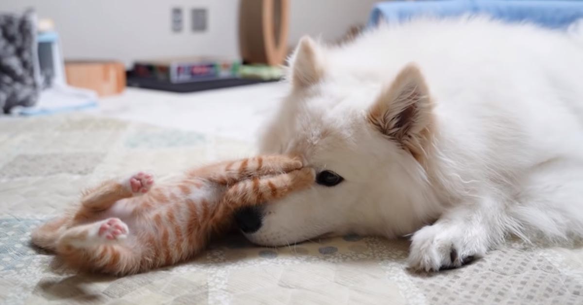 Gattino con un cane Samoiedo