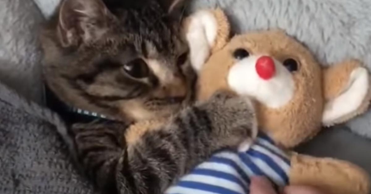 Il gattino non riesce a dormire senza coccolare il suo peluche preferito (video)