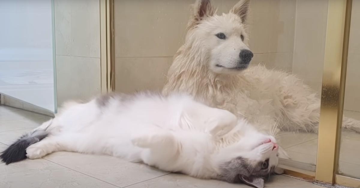 Il gattino prova a “salvare” il suo amico Samoiedo che deve fare il bagno (video)