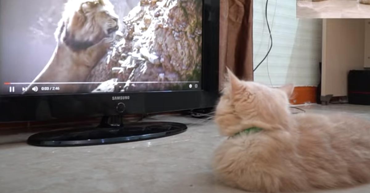 Il gattino si appassiona al Re Leone in tv (video)