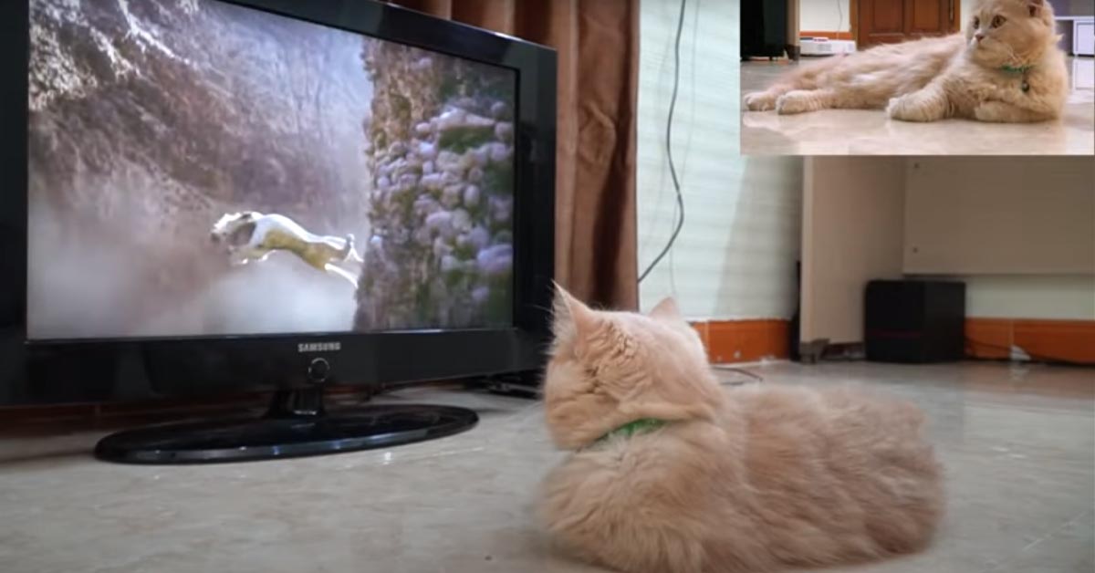 Gatto guarda la tv