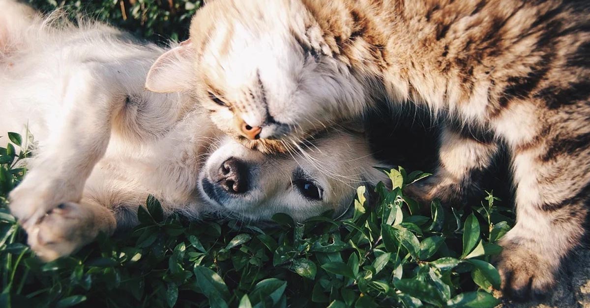 Il gattino sopporta pazientemente i dispetti del cucciolo di cane (video)