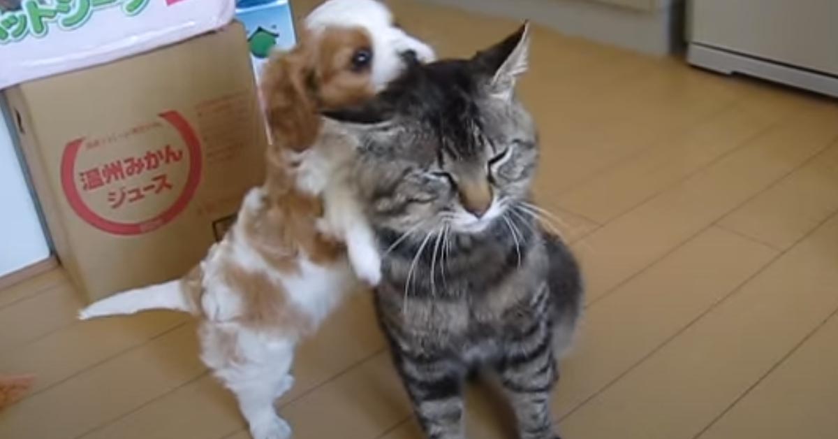 Gatto con un cucciolo di cane