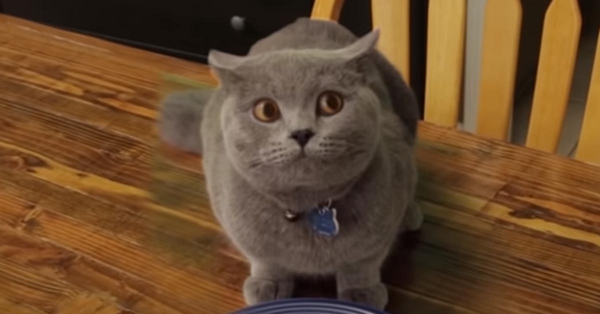 Il gattino viene beccato in fragrante mentre ruba il cibo del proprietario (video)