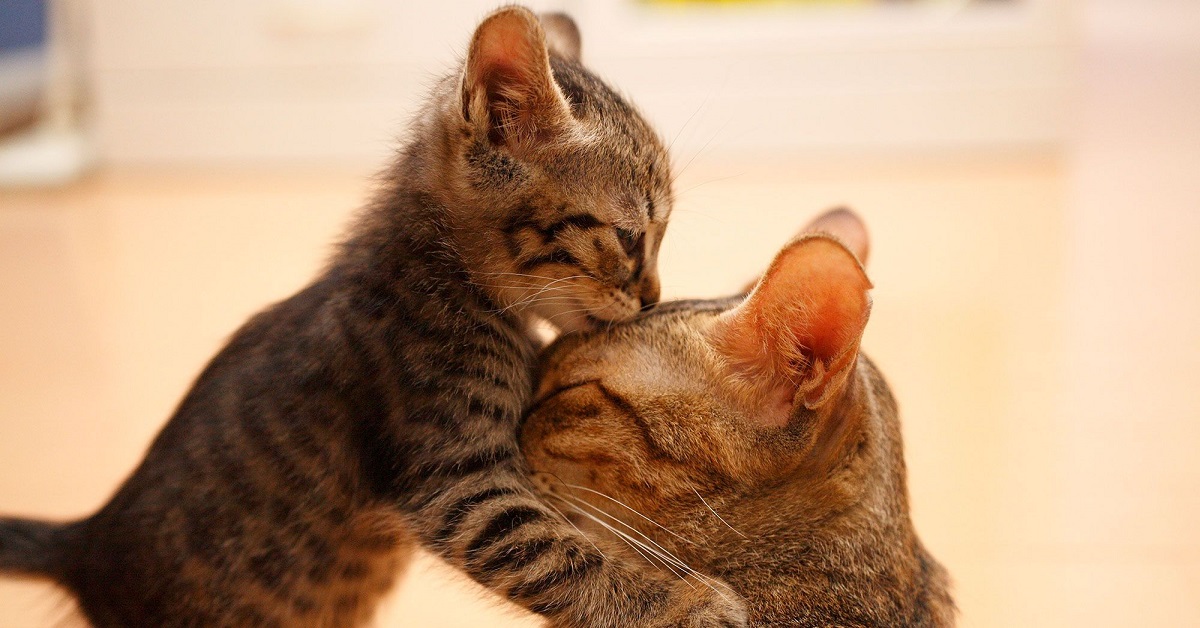 gattino bacia la mamma