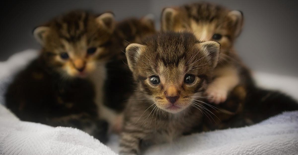 Il papà gattino gioca dolcemente con i suoi cuccioli e il momento è emozionante (video)