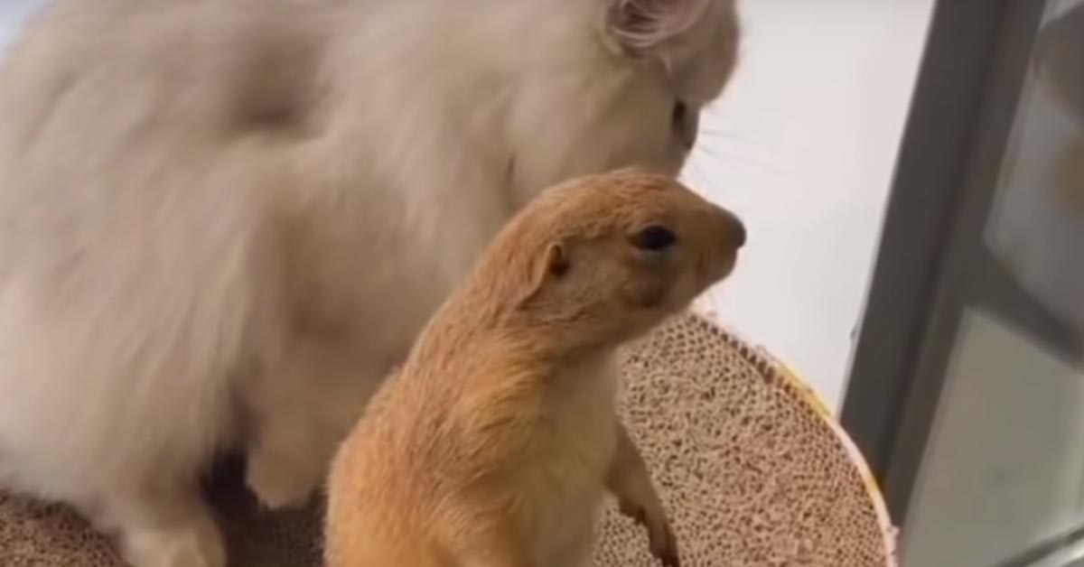 Gatto con una marmotta