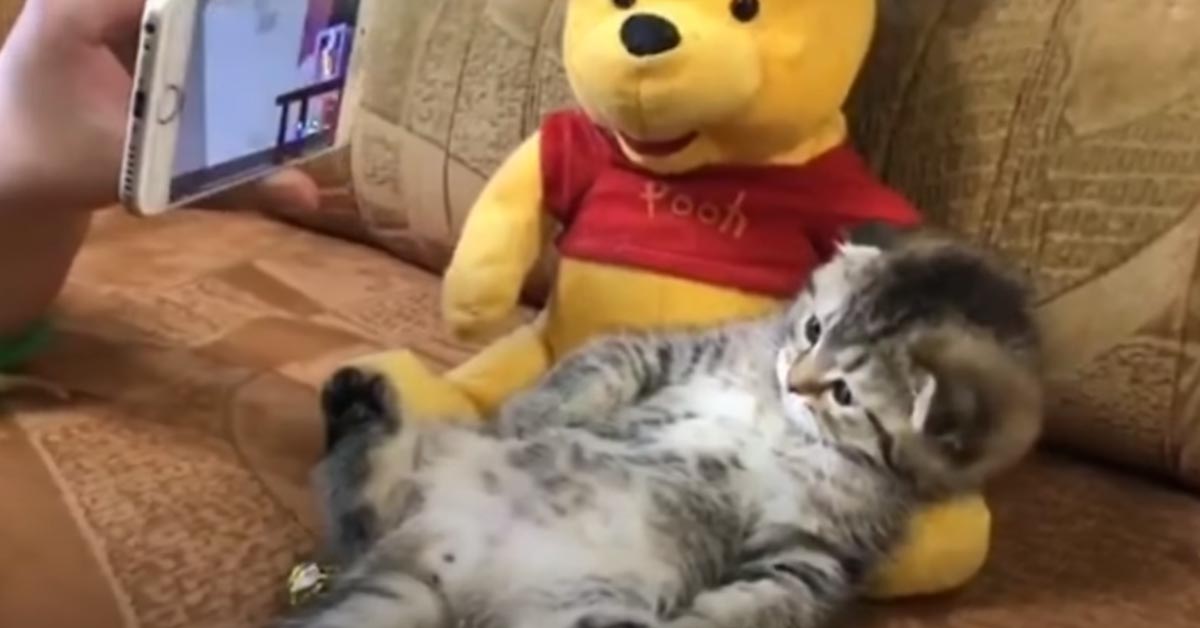 Il tenerissimo gattino guarda Tom e Jerry con il suo fedele amico (video)