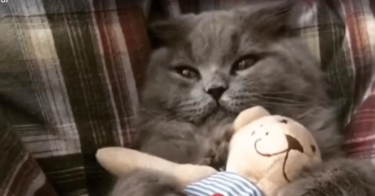 Il tenero gattino non ha nessuna intenzione di lasciare andare il suo peluche preferito (video)