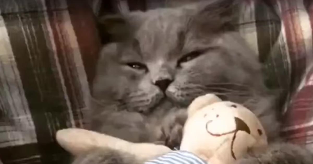 Gatto con un peluche