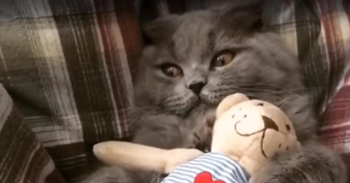 Gatto con un peluche