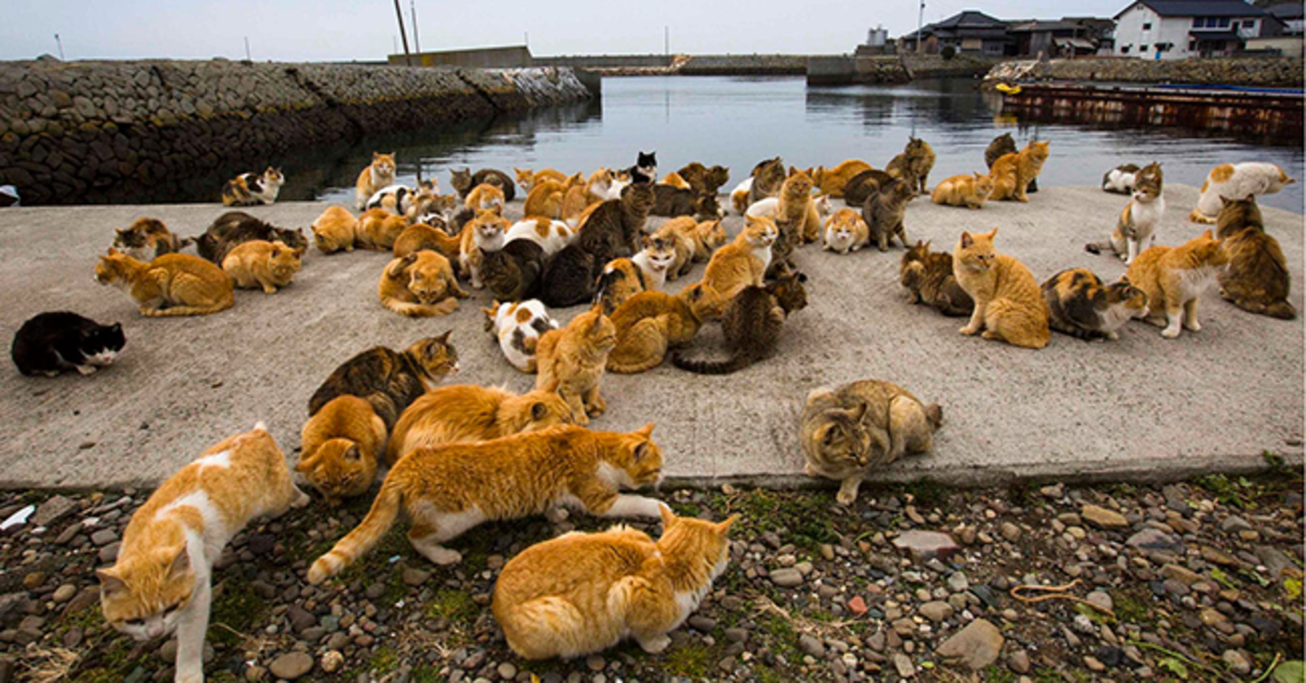 gatti al porto