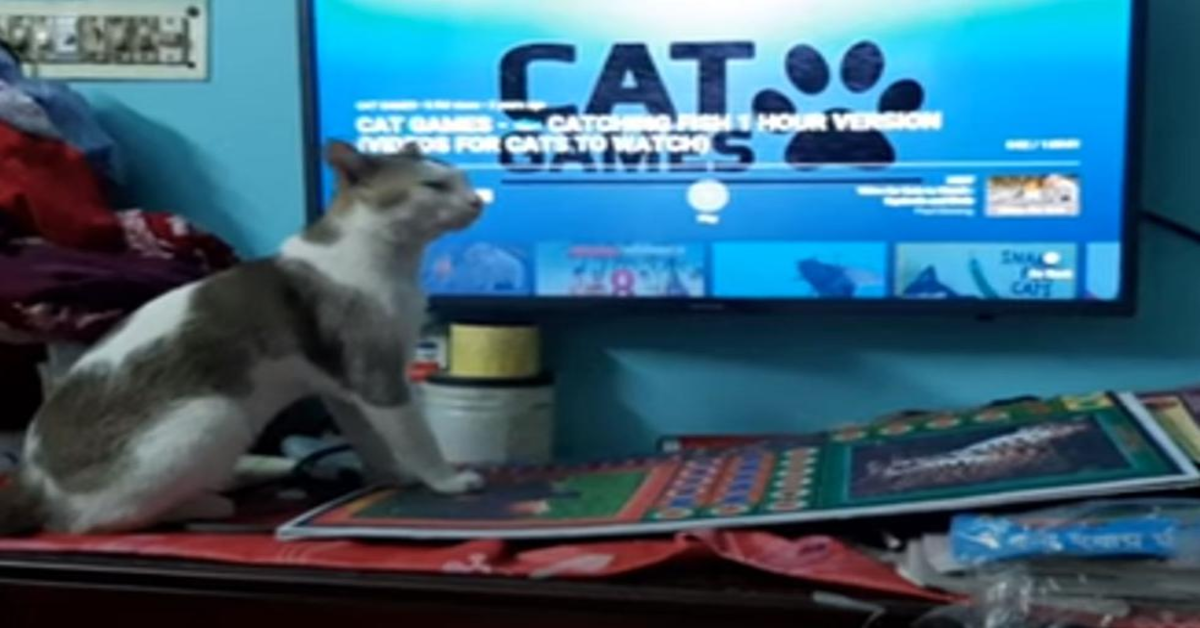 gattino guarda videogioco di pesci alla tv