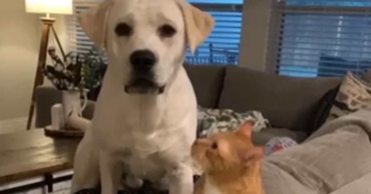 La bellissima amicizia tra Simba, un gattino soriano e Thor, un Labrador (VIDEO)