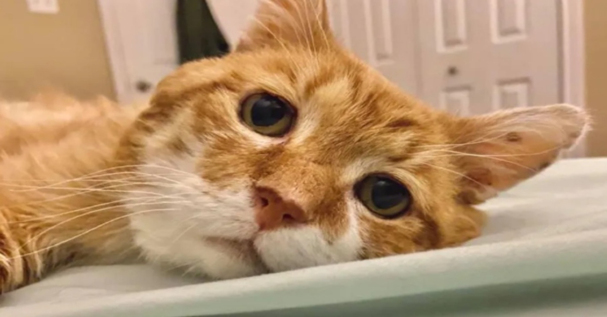 La dolce storia a lieto fine di Bubby, un gattino soriano con 3 zampe (VIDEO)