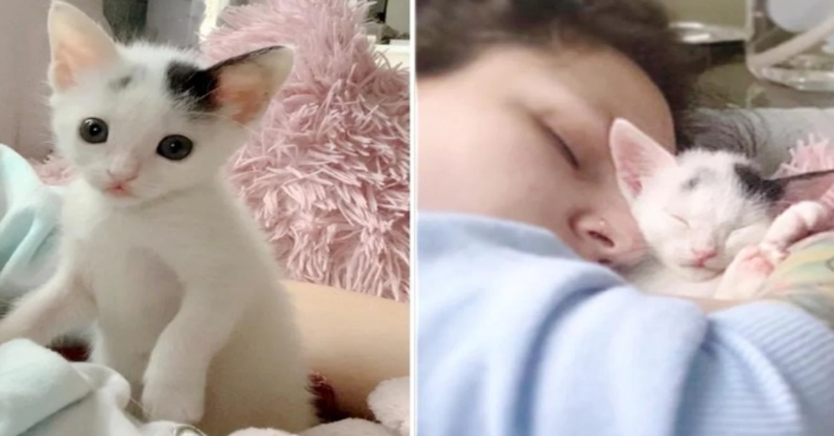 La nuova vita di una gattina di nome Clove (VIDEO)