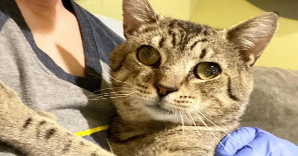 La storia di Tom, un gattino soriano cieco dalla nascita (VIDEO)