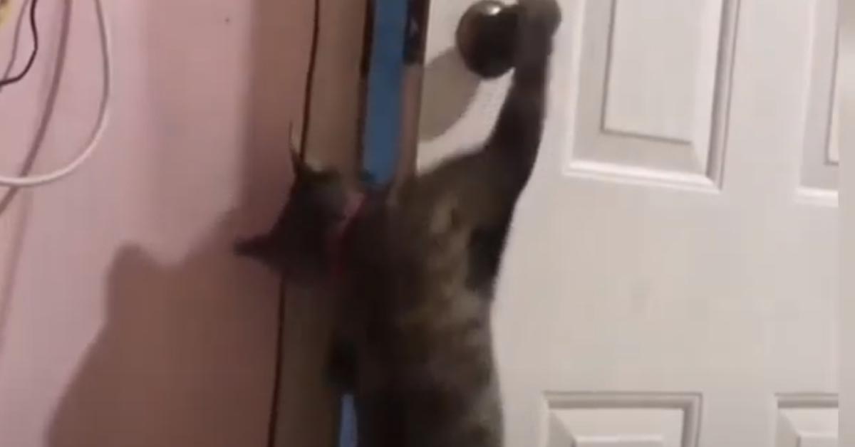 Gatto apre una porta
