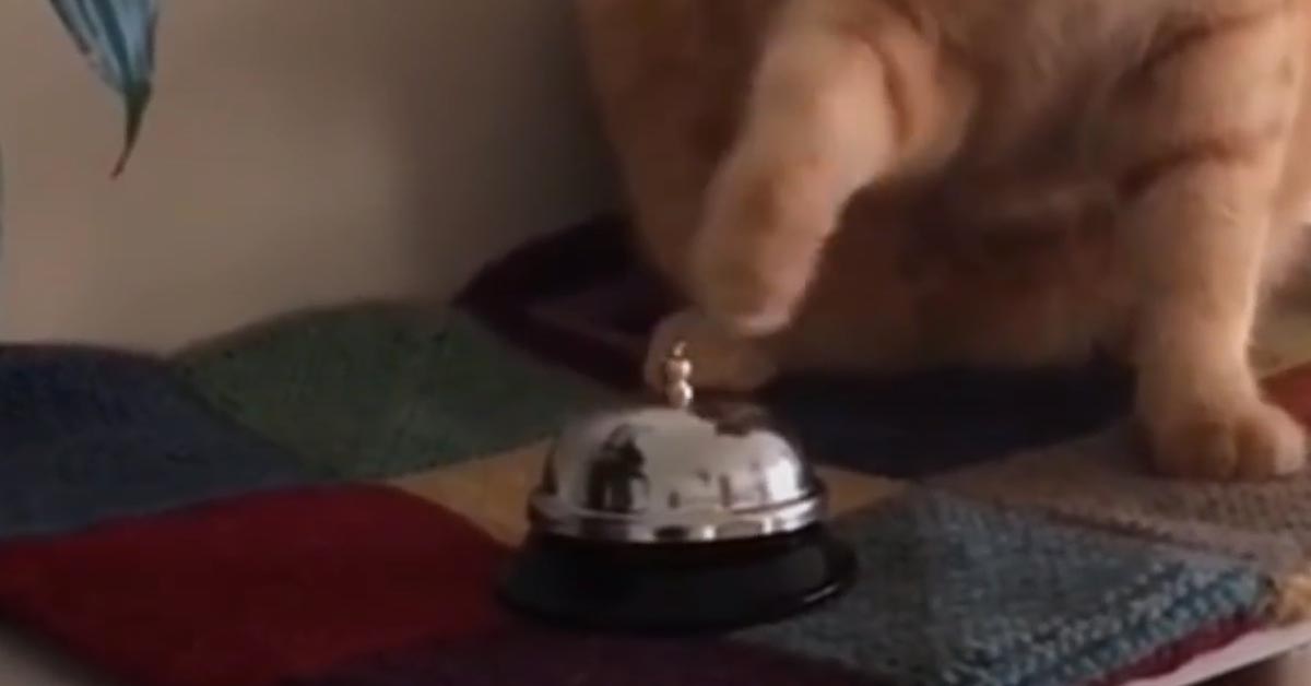 Gatto suona il campanello