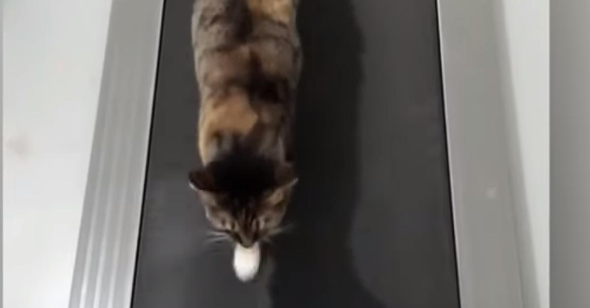 Gatto sul tapis roulant