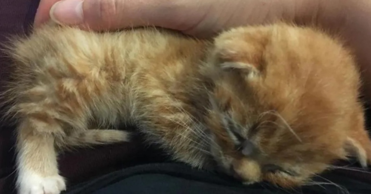 Leo, il gattino con l’ipotiroidismo che si gode la sua seconda vita (VIDEO)