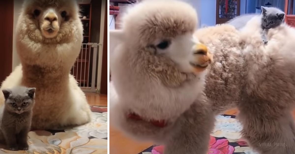 L’incredibile amicizia tra un tenero gattino e un alpaca che ha emozionato il web (video)