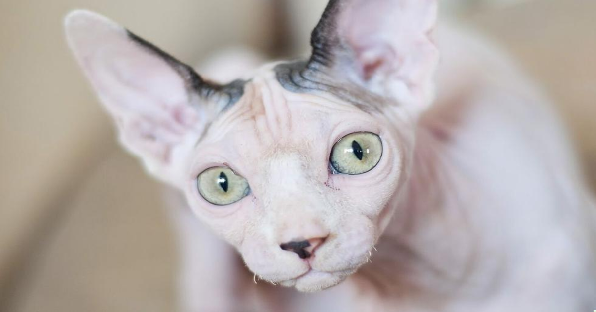 Adorabile gattino Sphynx fa il bagno in una tazza e intenerisce il web (VIDEO)