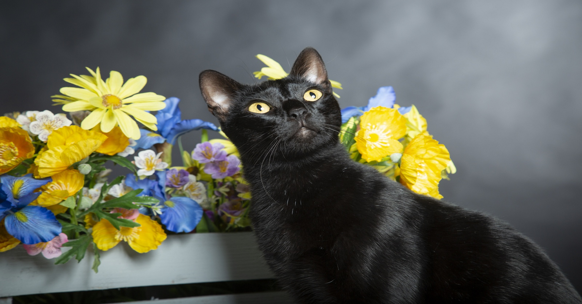 Ecco qualcosa che dovresti sapere sui gatti neri e cambierà per sempre il tuo modo di guardarli