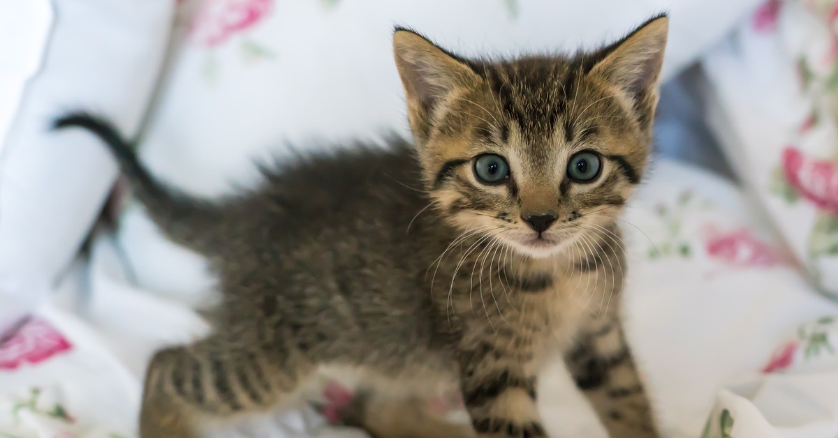 Mamma gatta adotta un cucciolo e il suo gattino si ingelosisce