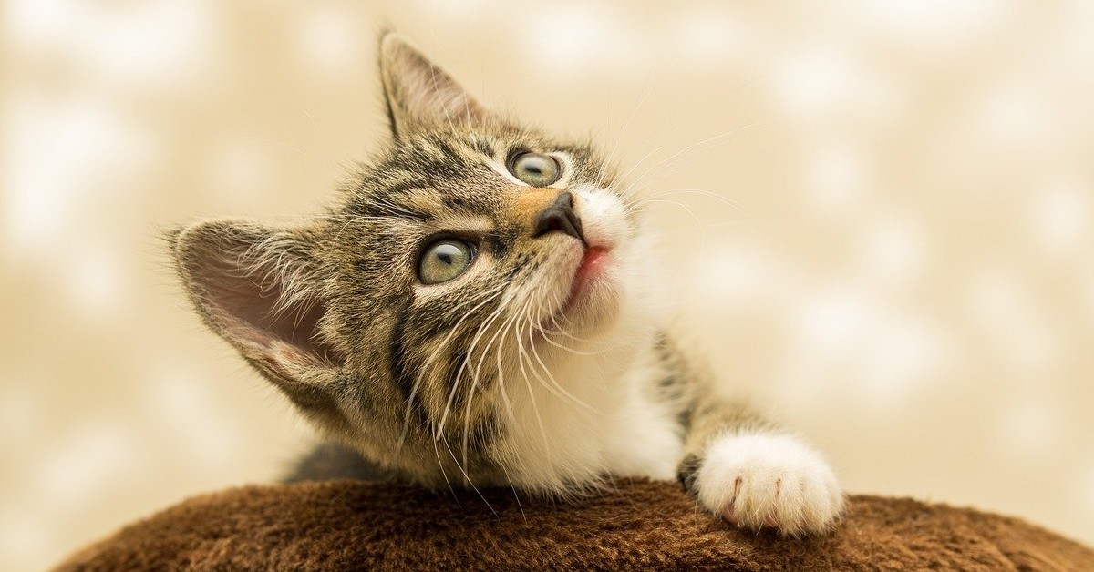 Mamma gatta adotta un cucciolo e il suo gattino si ingelosisce (VIDEO)