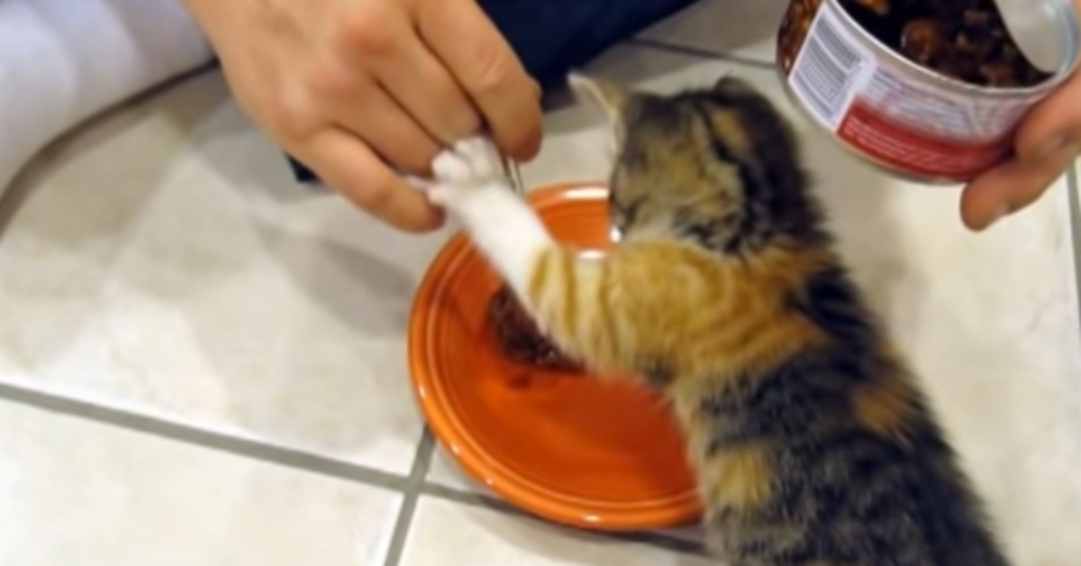 Margo, la gattina tartarugata che non permette a nessuno di toccare il suo cibo (VIDEO)