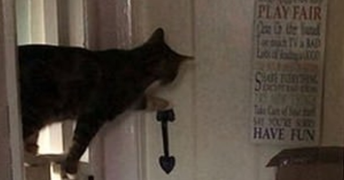 Milo, il gattino che è riuscito ad imparare ad aprire la porta (VIDEO)