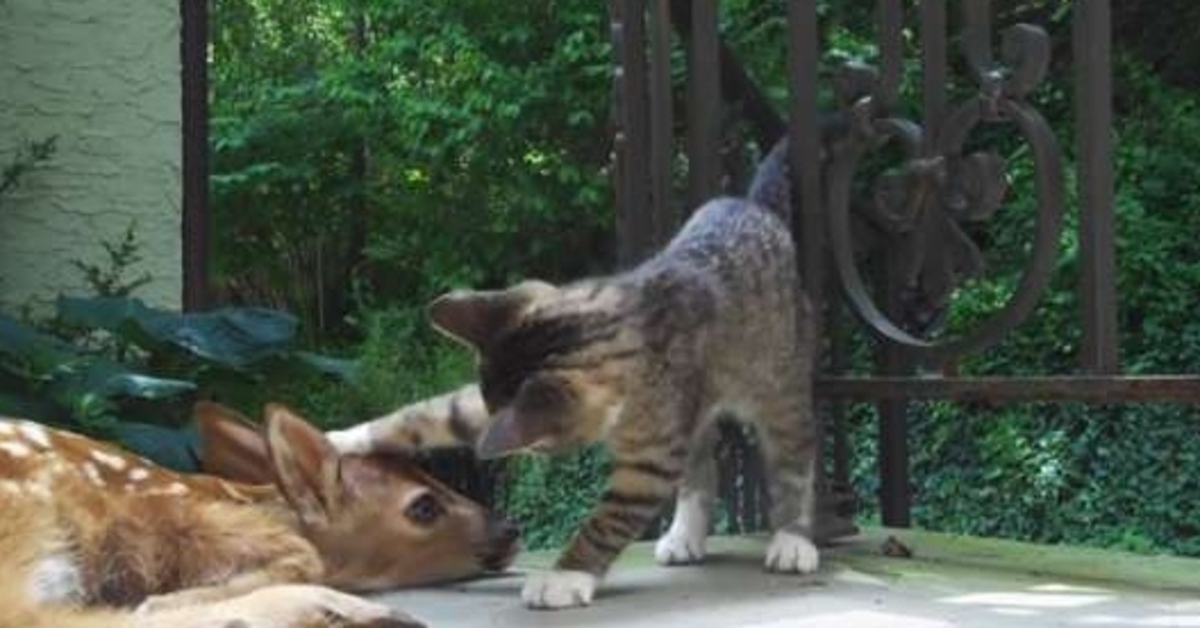 Miro, il gattino che ha fatto la sua prima conoscenza con un cerbiatto appena nato (VIDEO)