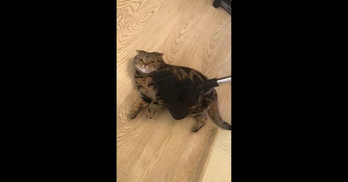 gatto apprezza massaggio con la scopa