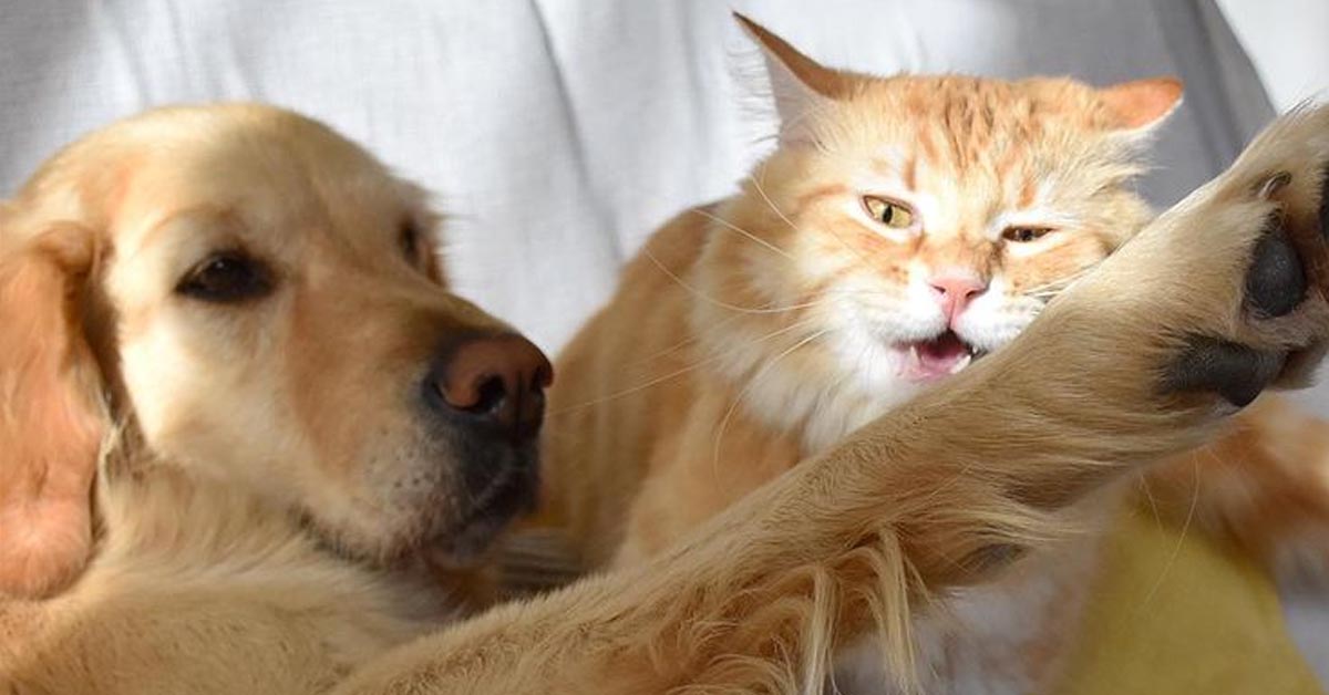 Napoleon, il gattino Soriano che è il migliore amico di un Golden Retriever (video)