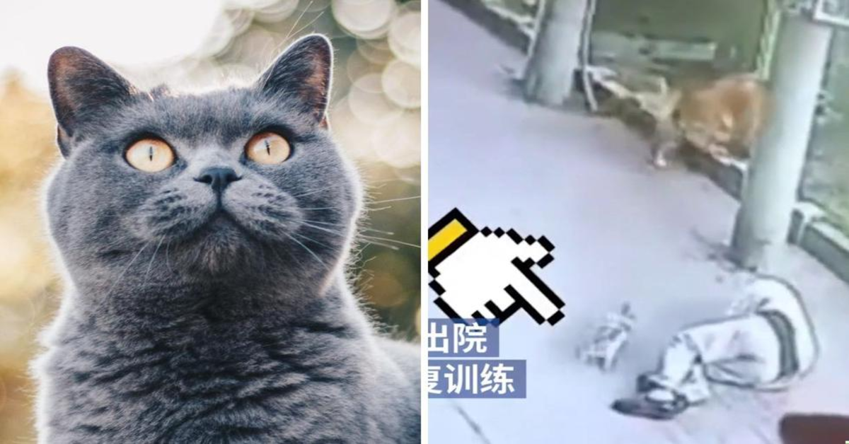 gatto cade in testa a un anziano che sviene