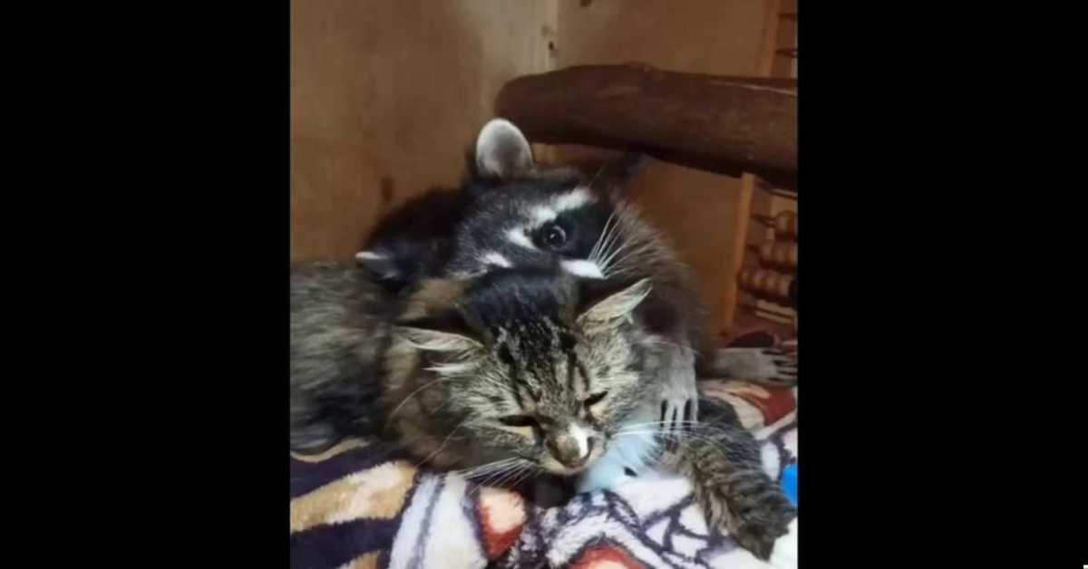 La tenera amicizia fa un gattino e un procione che commuove il web (VIDEO)