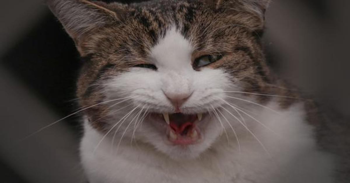 I gattini hanno una strana reazione di fronte a un filtro di TikTok (VIDEO)