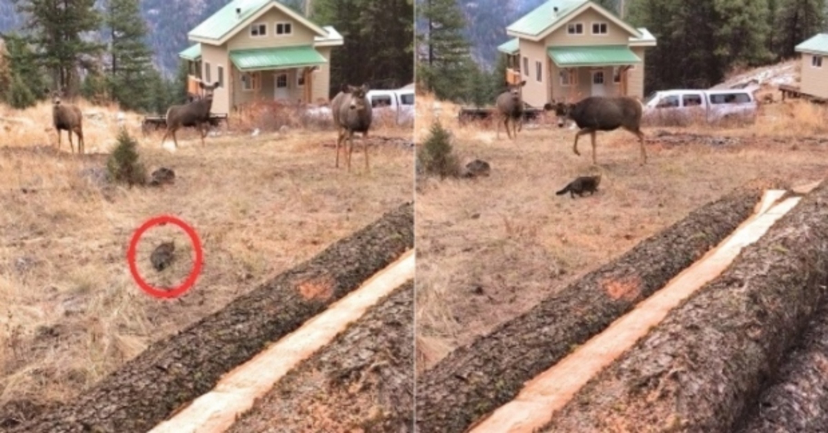 Pam, la gattina che ha messo in fuga un branco di cervi (VIDEO)