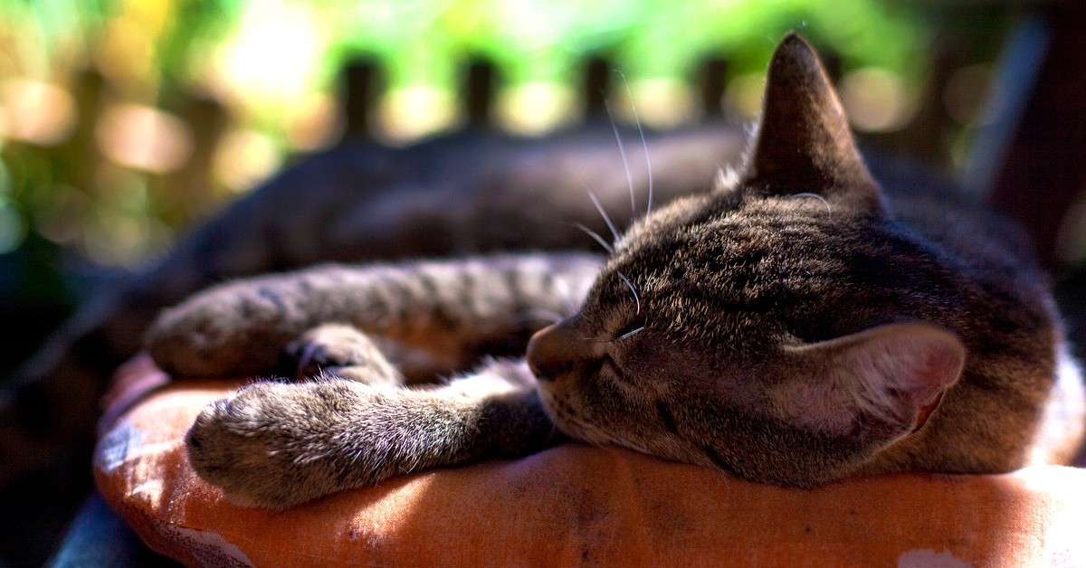 Perché dovresti preoccuparti se il tuo gatto si nasconde