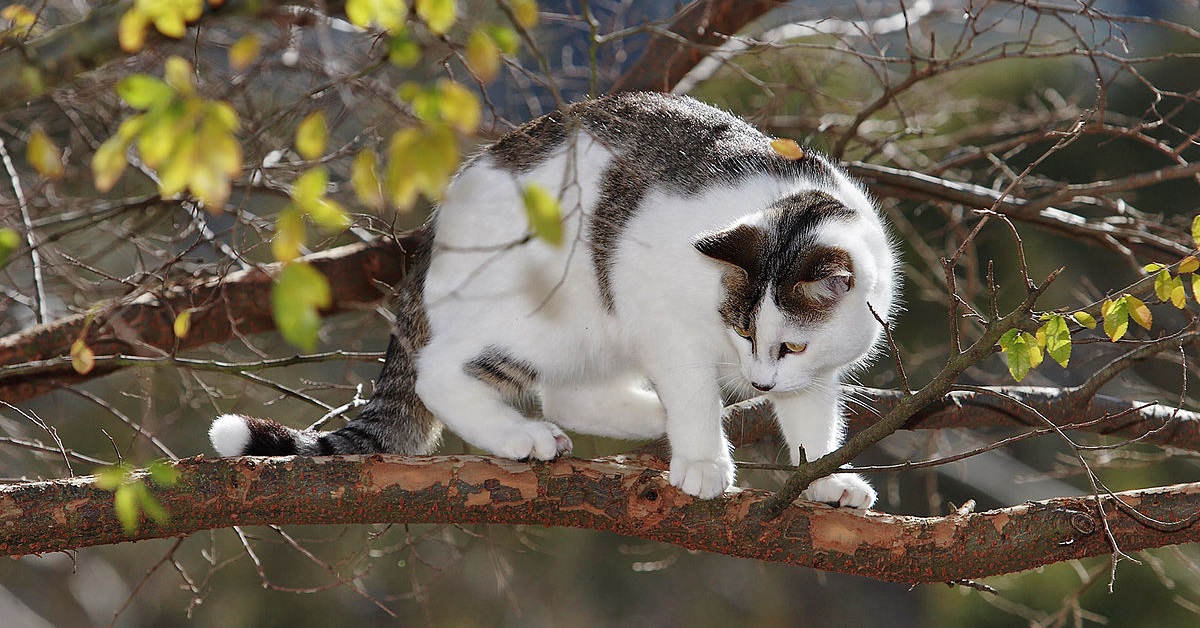 gatto su albero