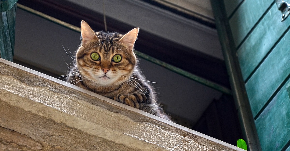 Perché i gatti amano le altezze? Ecco perchè Micio è così attratto dal vuoto