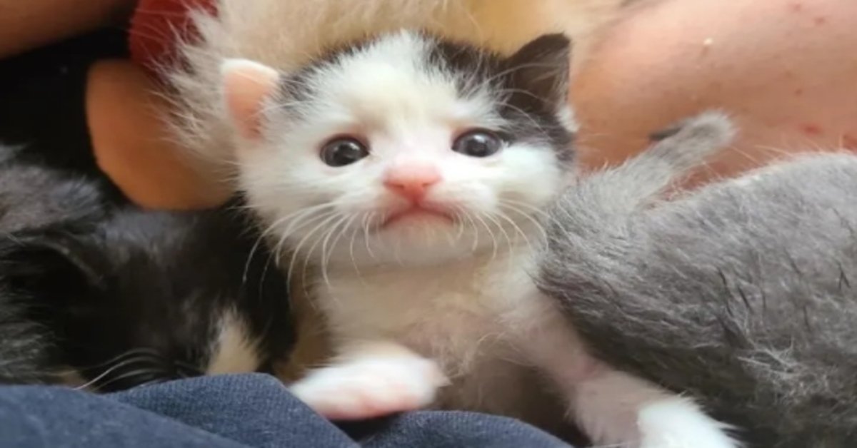 Pitikis, il gattino che ha ritrovato la felicità grazie a una famiglia dal cuore d'oro (VIDEO)