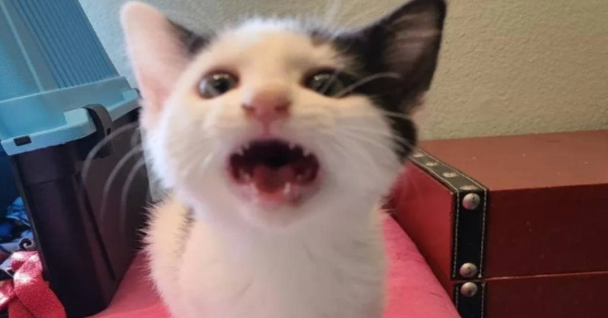 Pitikis, il gattino che ha ritrovato la felicità grazie a una famiglia dal cuore d'oro (VIDEO)