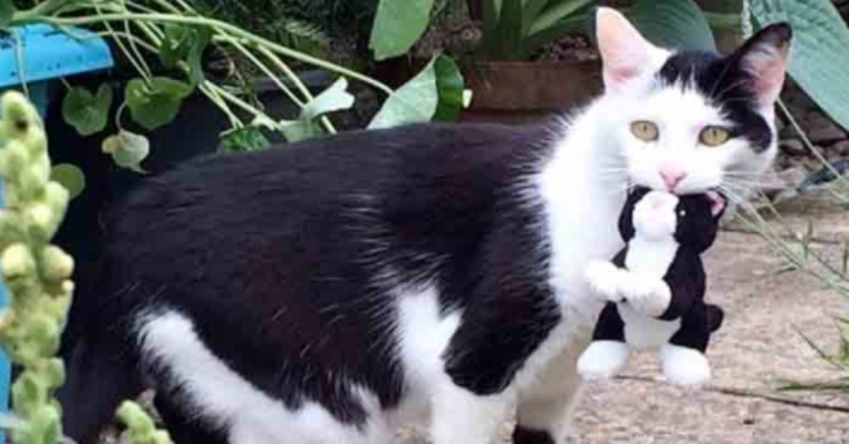 Pixie, la gattina Tuxedo con la passione per i peluche (VIDEO)
