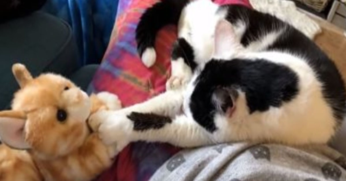 Pixie gattina Tuxedo video