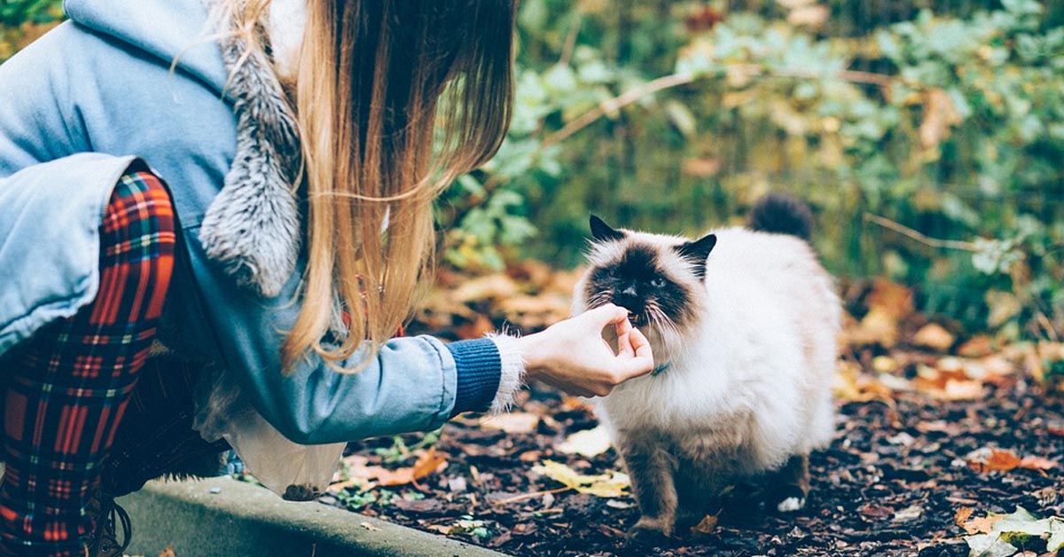 Questi cibi comuni che diamo al gatto potrebbero essere letali e non lo sapevamo