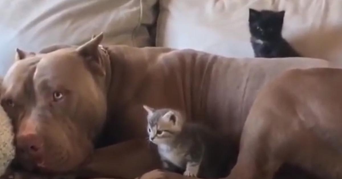 Questi teneri gattini pensano che il Pitbull sia la loro mamma (video)