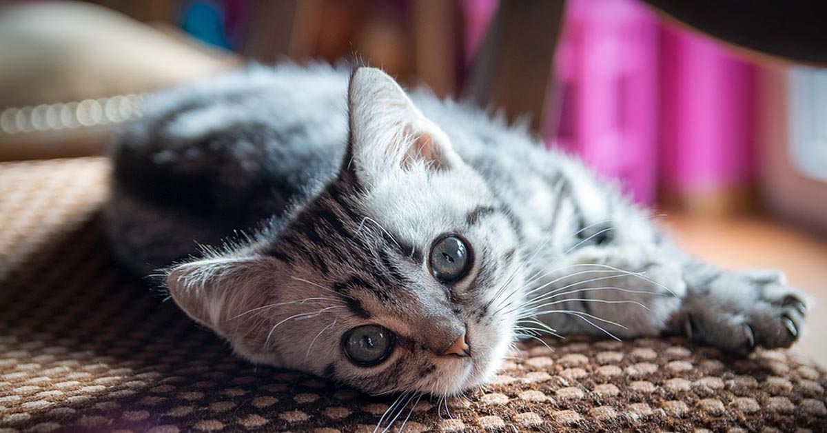 Questo dolce gattino non vuole essere disturbato dalla mamma mentre gioca (video)