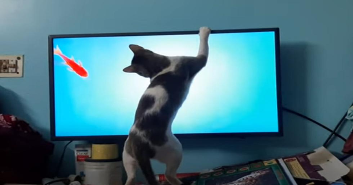 L’adorabile gattino che cerca di prendere un pesce che vede in televisione (VIDEO)